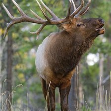 Схема вышивки «№2452171»