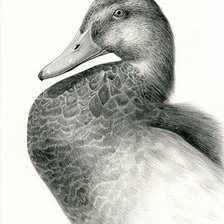 Схема вышивки «№2452181»