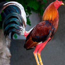 Схема вышивки «Gallo de pelea»