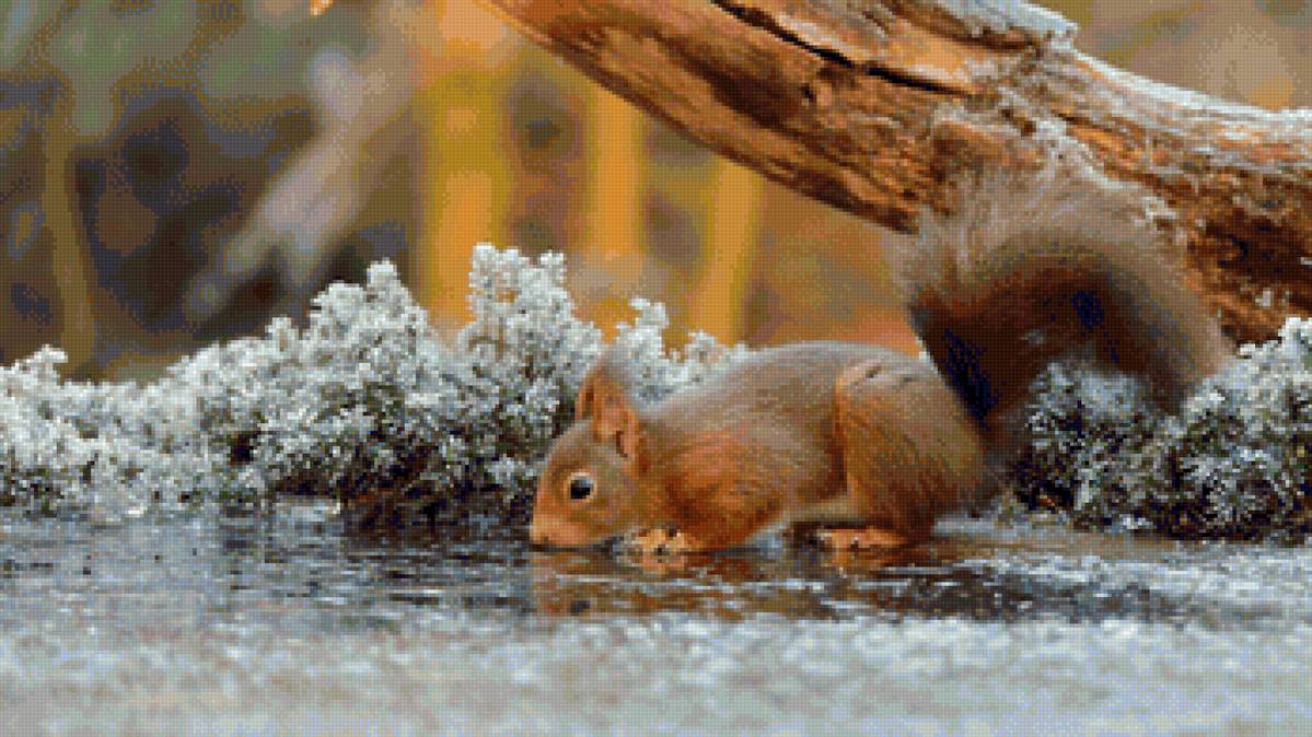 белка - предпросмотр