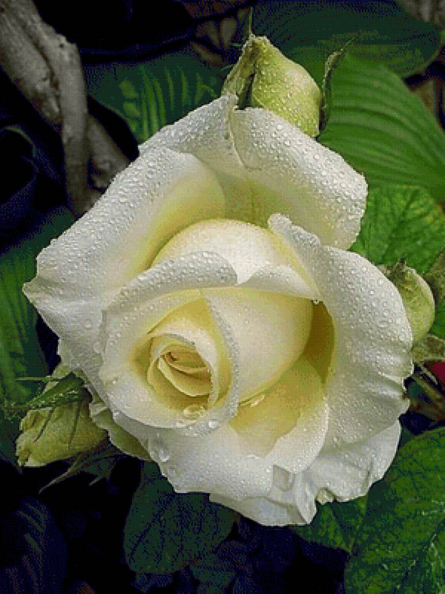 №2452922 - предпросмотр