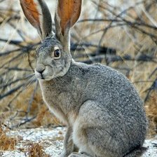 Схема вышивки «№2453791»