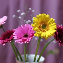 Схема вышивки «Герберы»