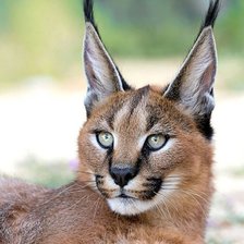 Схема вышивки «Каракал»