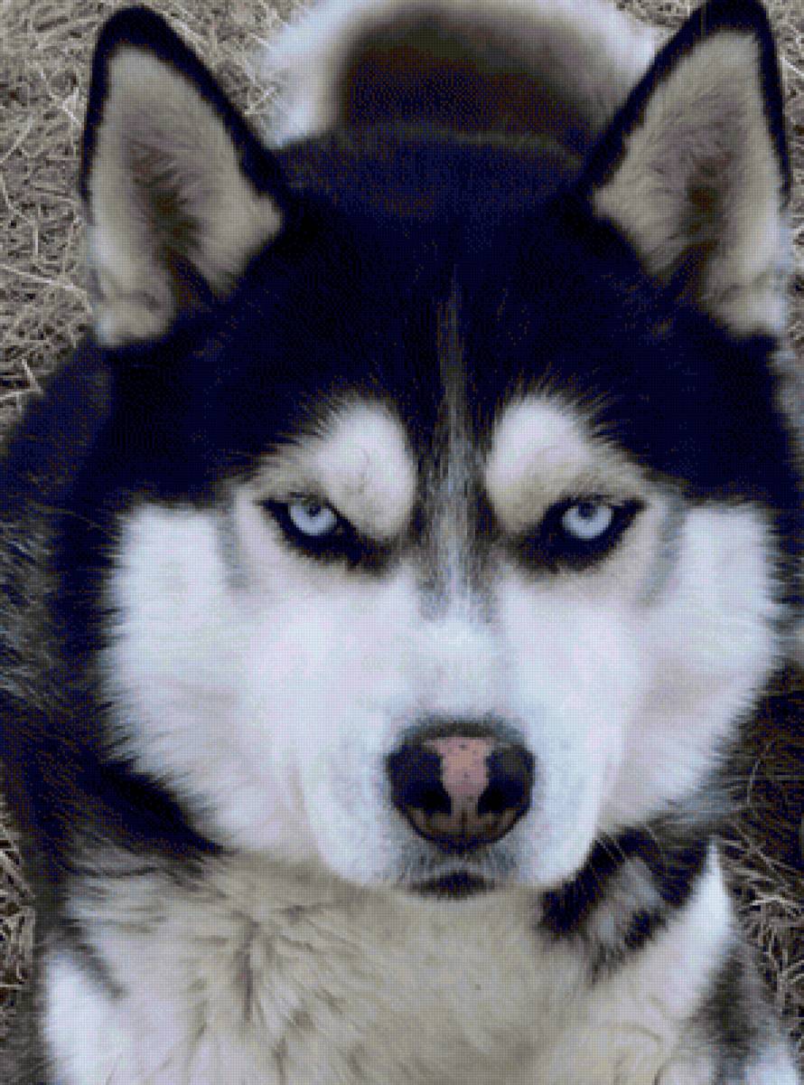 мой пес - хаски, собака - предпросмотр