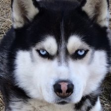 Схема вышивки «мой пес»