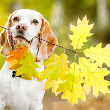 Схема вышивки «№2455117»