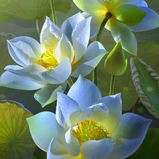 Схема вышивки «Лотос белый»