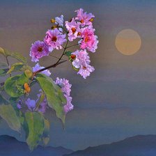 Схема вышивки «№2455404»