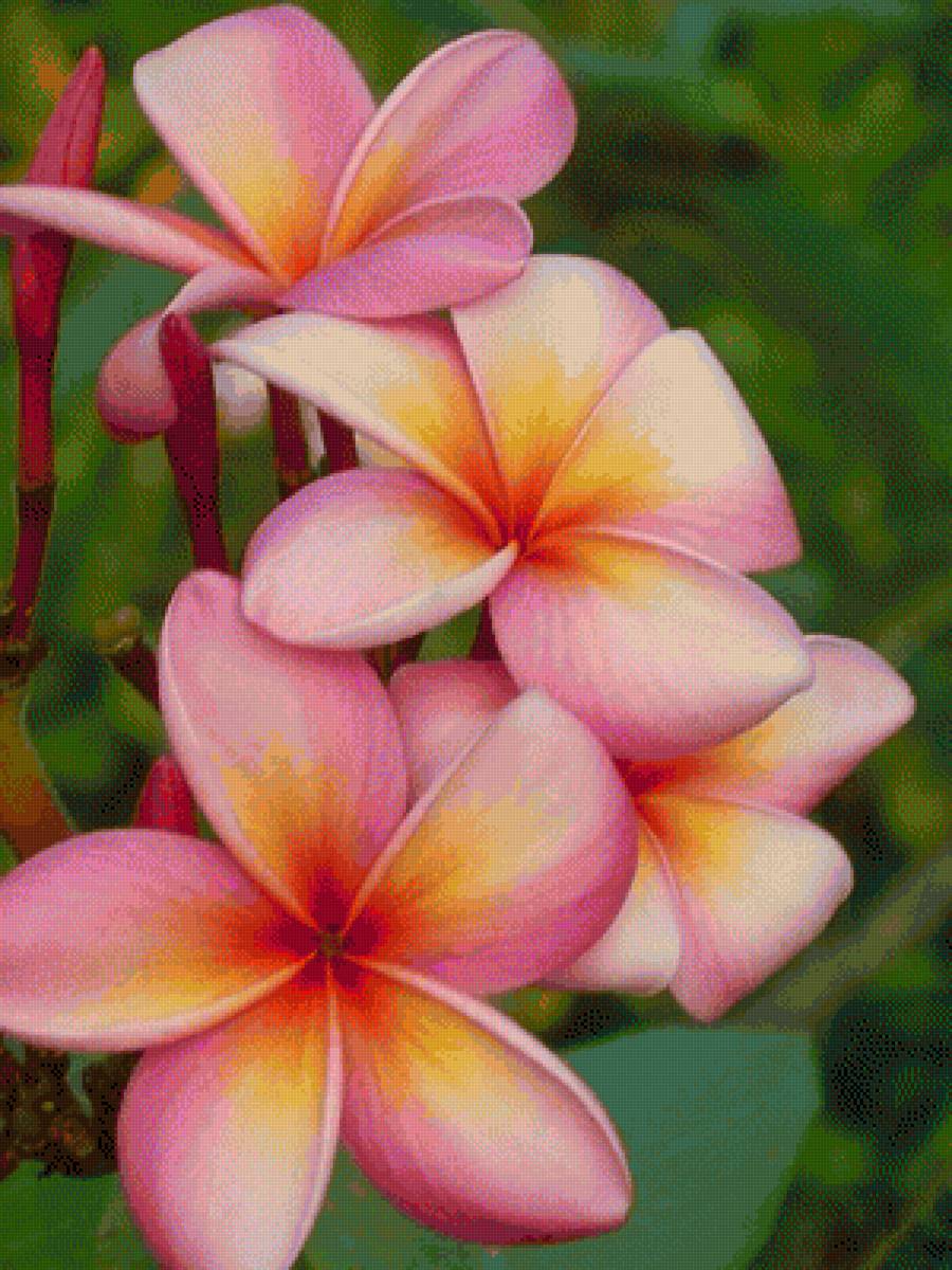 Таиланда - растения, цветы - предпросмотр