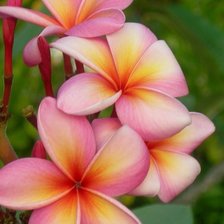 Схема вышивки «Таиланда»