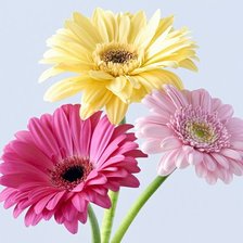 Схема вышивки «Gerberas»