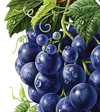 Схема вышивки «гроздь винограда»