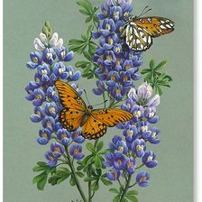 Схема вышивки «бабочки»