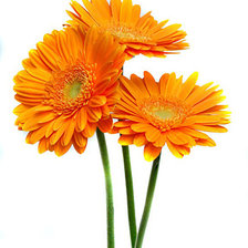 Схема вышивки «Оранжевые герберы»