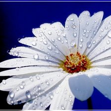 Схема вышивки «После дождя»