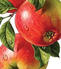 Схема вышивки «Яблоки»