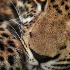 Схема вышивки «Леопард»