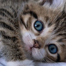 Схема вышивки «Котик»