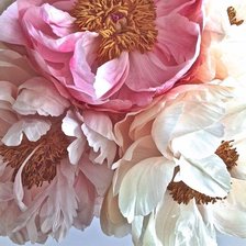 Схема вышивки «Розовый пион»