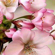 Яблони в цвету