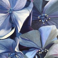 Схема вышивки «Гортензия»