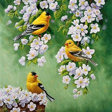 Схема вышивки «Птички»