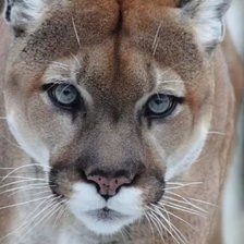 Схема вышивки «Пума»