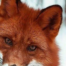 Схема вышивки «Рыжая плутовка»