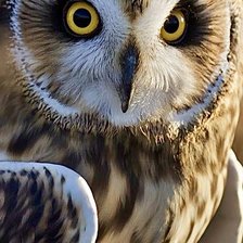 Схема вышивки «Сова»