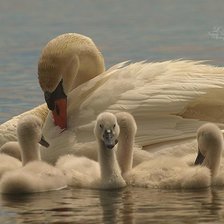 Схема вышивки «№2458759»