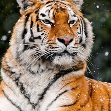 Схема вышивки «Тигр»