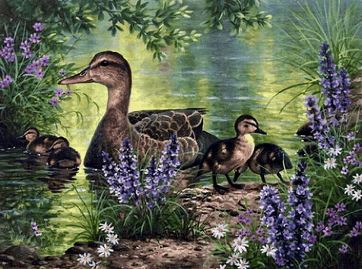 Уточка и утята - птицы - предпросмотр