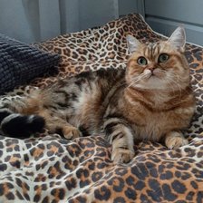 Схема вышивки «Нора»