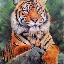 Схема вышивки «Тигр 2»