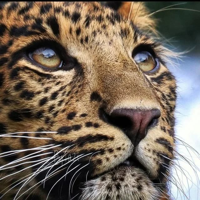 Леопард - оригинал