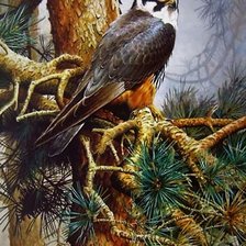 Схема вышивки «Сокол»