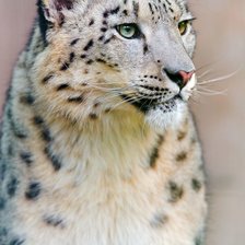 Схема вышивки «Снежный барс»