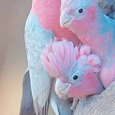 Схема вышивки «Попугайчики»