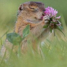 Схема вышивки «Душистый клевер»