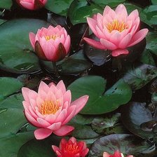 Схема вышивки «Кувшинки»