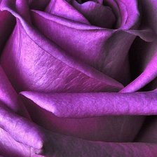 Схема вышивки «Роза сиреневый блик»