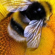 Схема вышивки «Пчёлка»