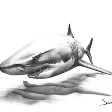 Схема вышивки «Акула»