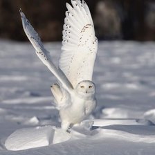 Полярная сова