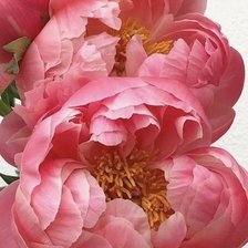 Схема вышивки «Розовый пион»