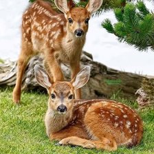 Схема вышивки «№2462113»