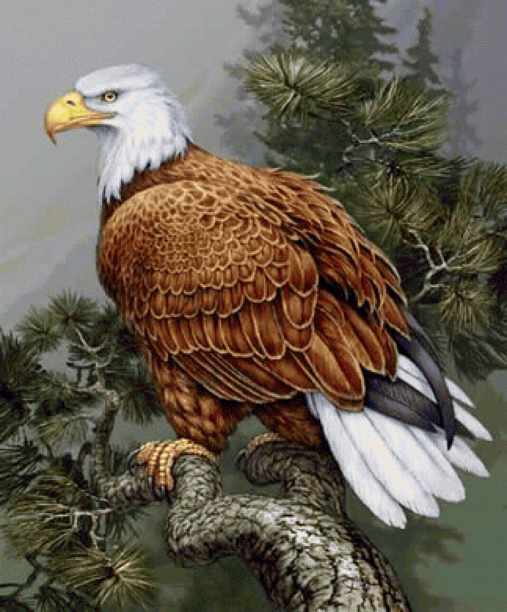 Орел - птицы - предпросмотр