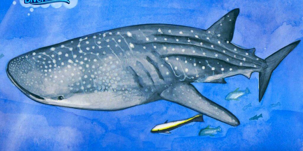 китовая акула - оригинал