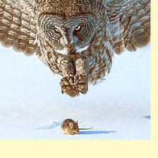 Схема вышивки «Серия "Птицы". Сова»